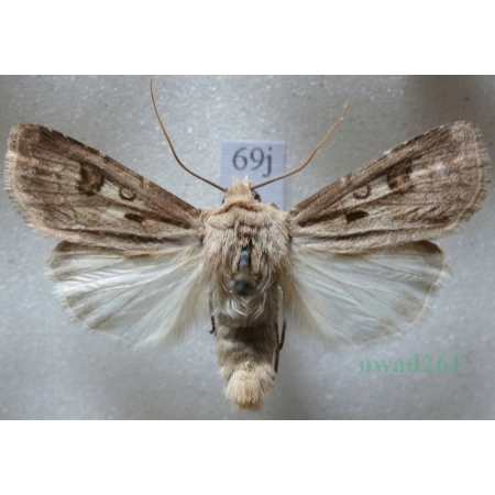 Agrotis exclamationis (Linnaeus, 1758) Rolnica czopówka Czech69j